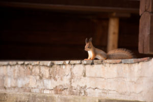 Eurasian Red Squirrel (Sciurus vulgaris) baby on the veranda, Springtime, Finland Eurasian Red Squirrel (Sciurus vulgaris) baby on the veranda, Springtime, Finland